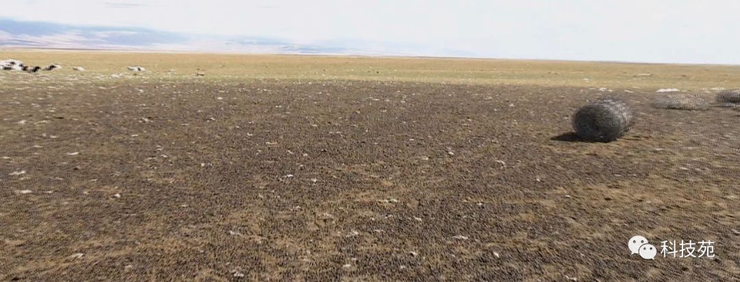 稻田吃活鱼,稻田里吃稻花鱼