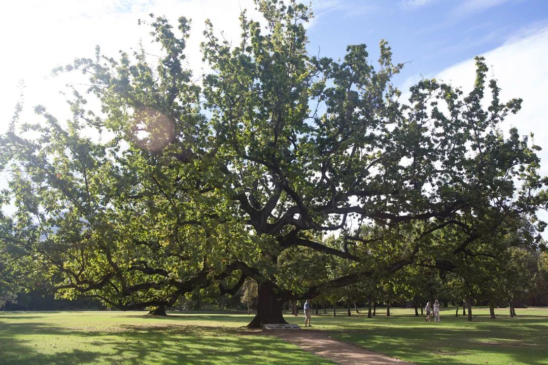 开普敦第七大奇迹,开普敦真实的样子