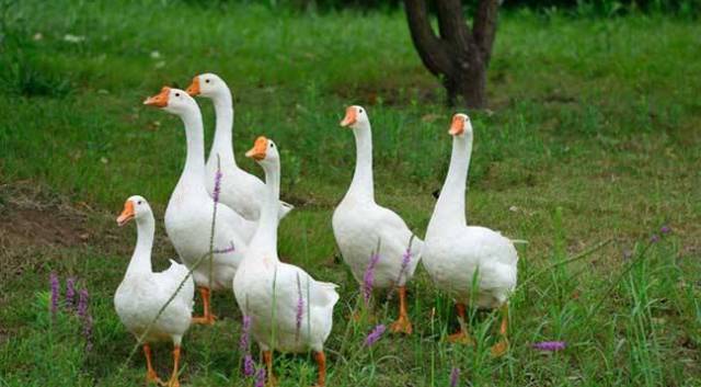 鹅的养殖技术及饲养管理,养殖大鹅的前景如何