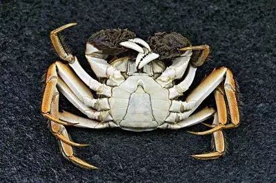 担心!这家哈达店的菜花紫甘蓝,那家地利生鲜的韭菜,还有这些家的菠菜油菜老黄瓜……丨13批次菜肉抽检腐霉利、毒死蜱检出不合格