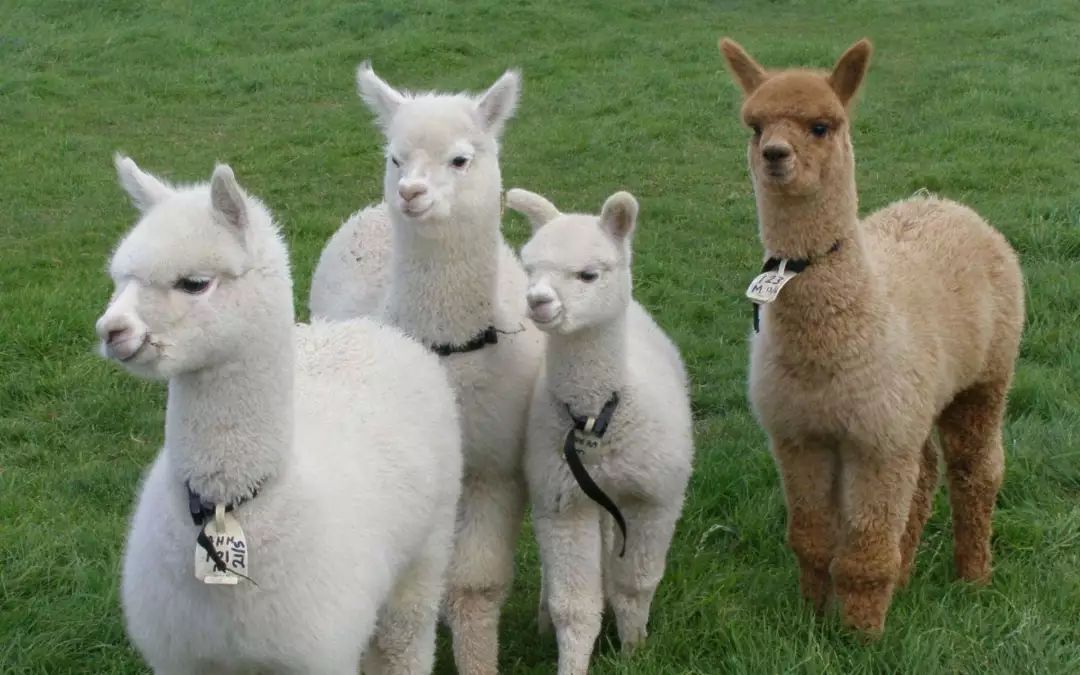 劲爆惊喜！超多品牌逆天折扣！精彩活动享不停！年末远洋城带你1起疯玩，4意狂欢！