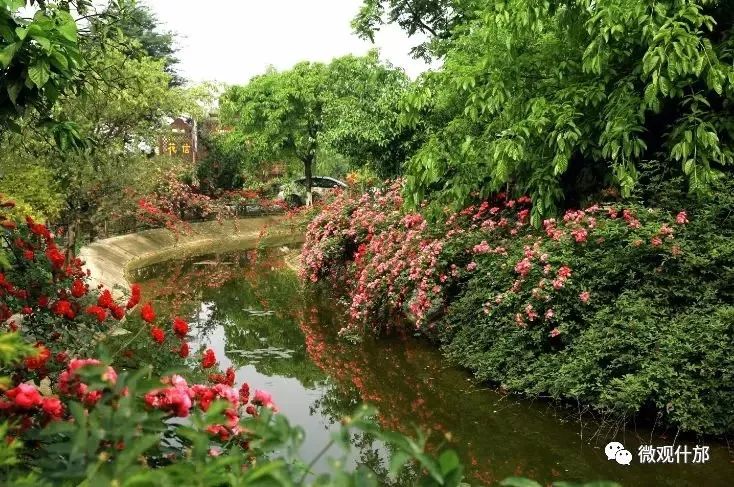 什邡，我深深爱恋的一个美丽城市