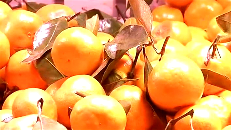 你有这个坏习惯吗?吃橘子不吐籽男子胀气严重肠胃险些被撑爆