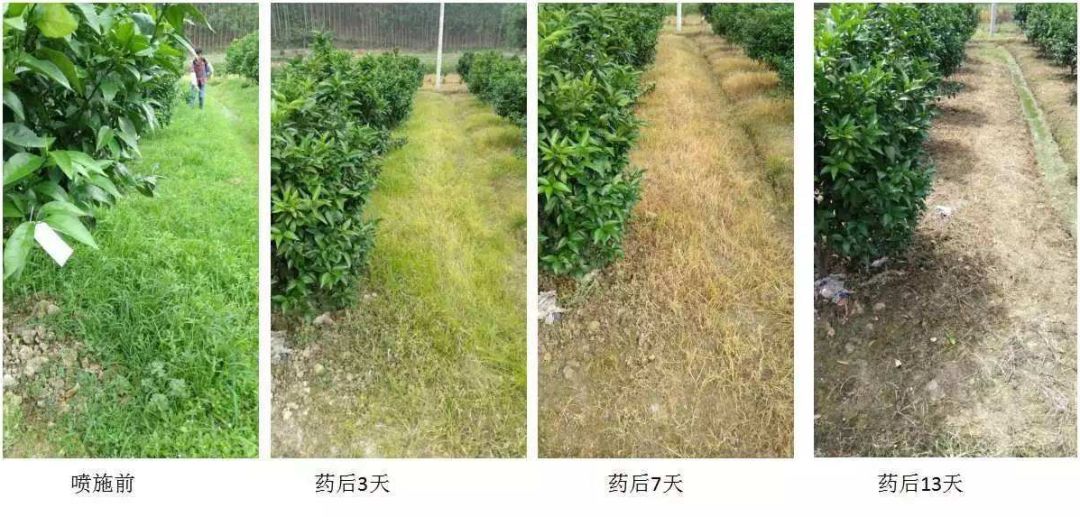 革命性灭生除草剂,百农信乙羧·草铵膦重磅来袭,现免费试用啦