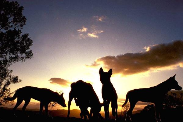 澳洲商务签证办理条件,澳洲签证一般如何申请