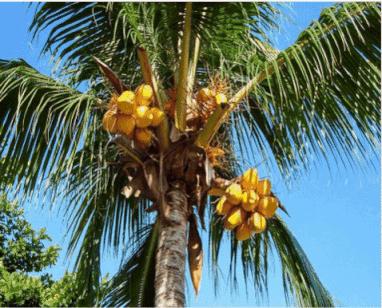 神奇的椰子油,各路明星疯狂打call的精致海鲜