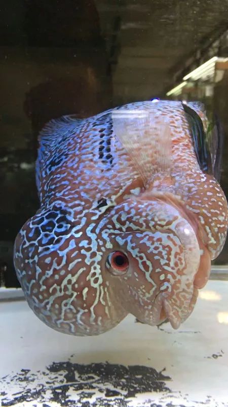 罗汉鱼失鳔症的鱼恢复要多久,罗汉鱼肠子掉出来还有救吗