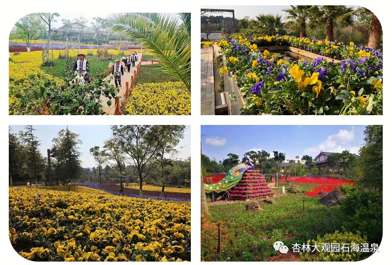 「“泉民”泡汤季」叮咚~您收到了来自石林杏林大观园石海温泉的一份温暖！119元蜂抢石林杏林大观园石海温泉20小时全票，一起来感受