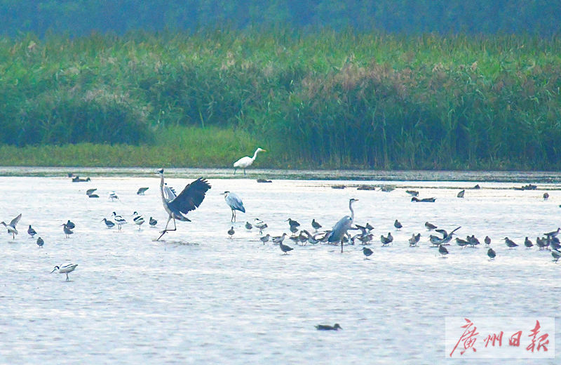 南沙生态鸟类湿地公园,南沙湿地公园观鸟最佳时间