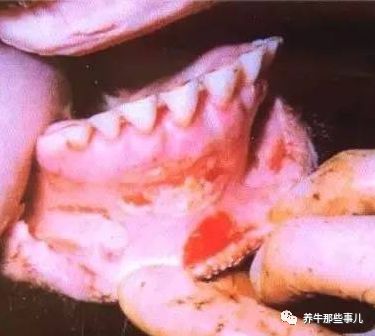 口蹄疫3天病死7头牛怎么治疗