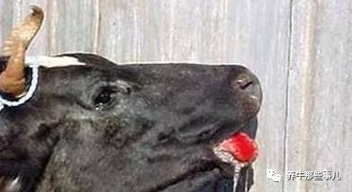 得了口蹄疫的牛痊愈要多长时间,牛口蹄疫最快几天能发病