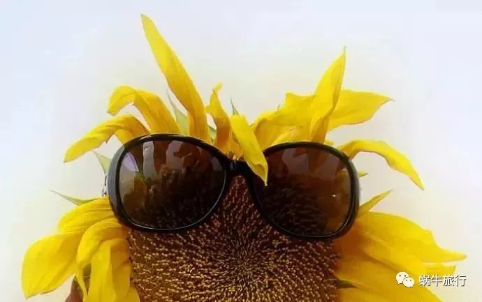 上林葵花节景点,广西上林葵花文化旅游节