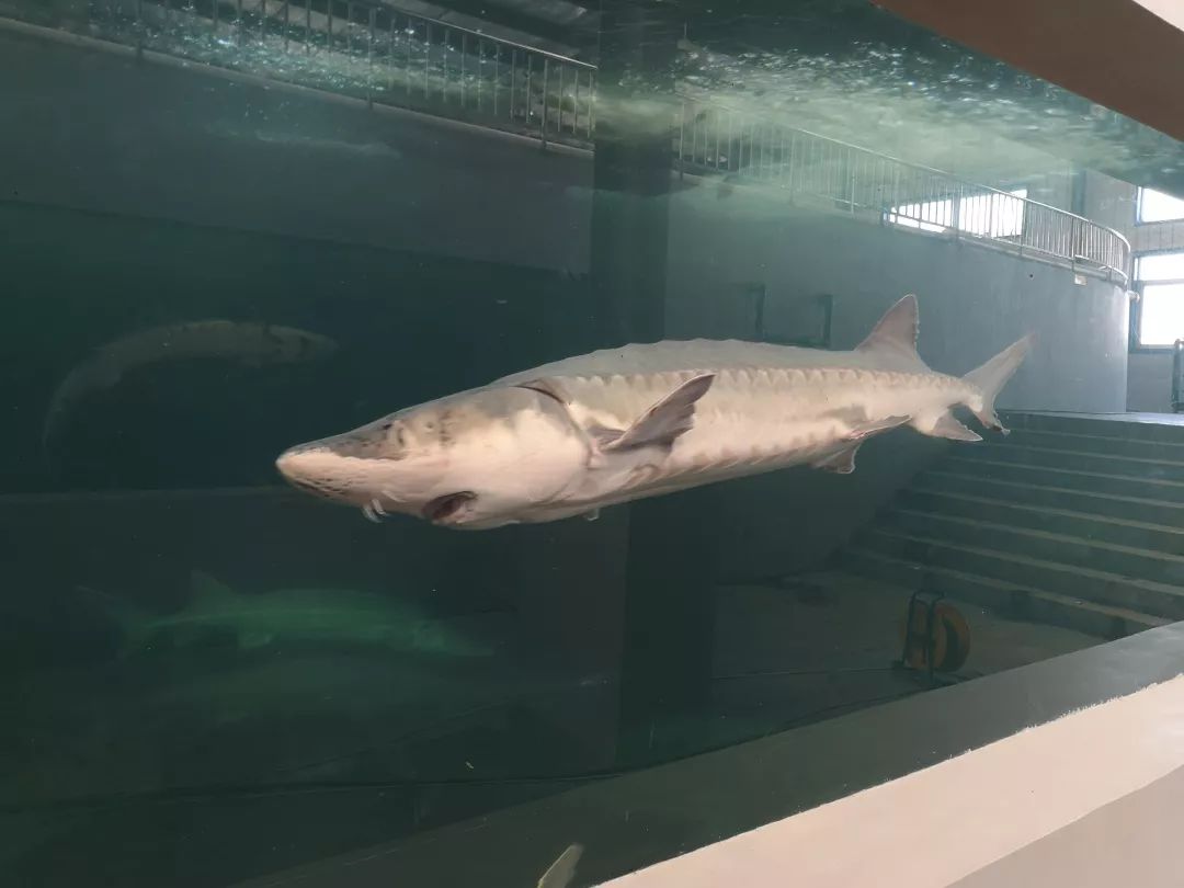 疑因桥梁施工震死36尾中华鲟当地：媒体曝光才知珍贵