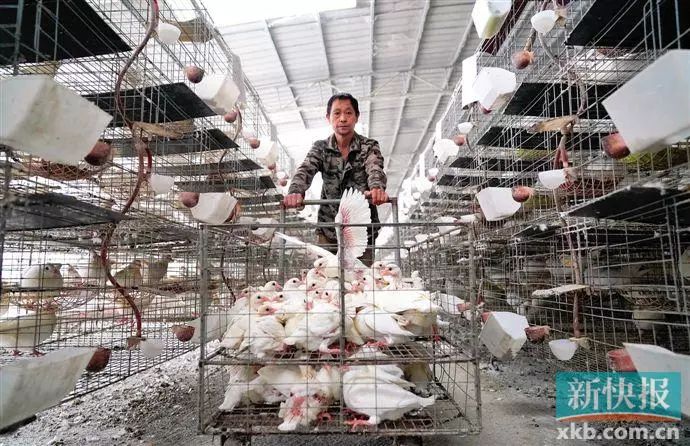 广州佛冈贫困村,广州荔湾帮扶清远连州