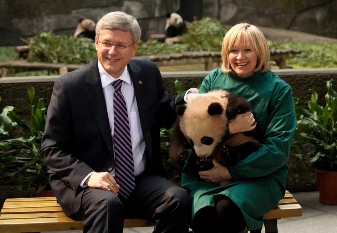 老外多爱猫咪,老外多爱中国