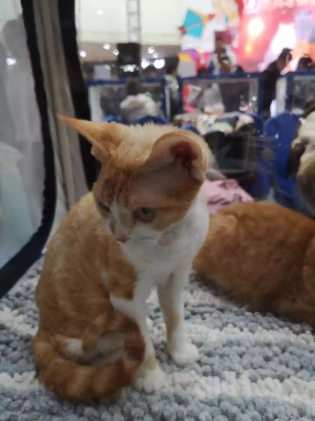 新闻综合广播｜「宠爱有家」之喵星驾到