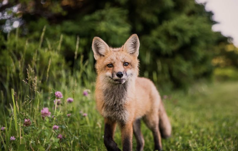 电子犬牌,电子犬证怎么办理