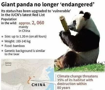 老外到底多喜欢熊猫,老外看中国大熊猫