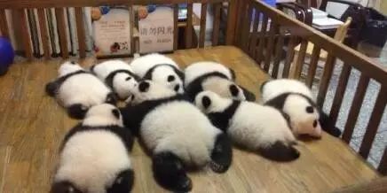 老外多爱猫咪,老外多爱中国