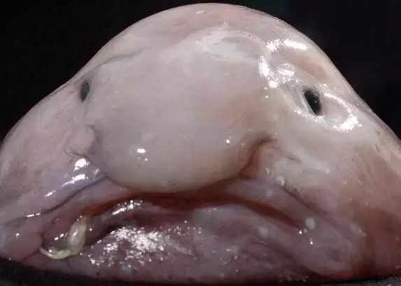 老外到底多喜欢熊猫,老外看中国大熊猫