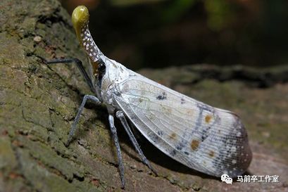 95%小学生不认识蜡烛？没事，我们的祖先也没用过