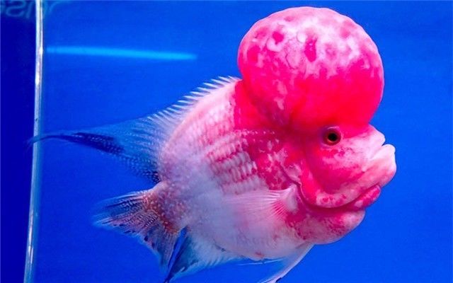 罗汉鱼老是缩鳍怎么办,罗汉鱼突然瘪头怎么回事