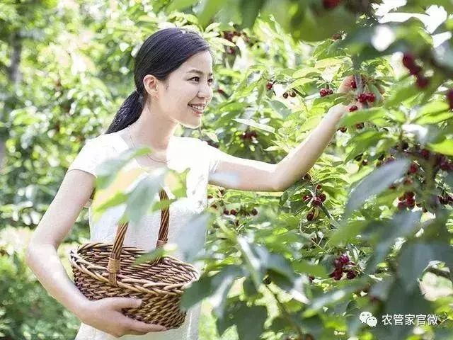 近期农业种植致富新模式,未来农业赚钱新模式