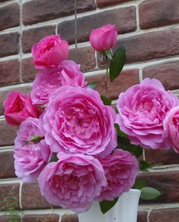 日本顶级微型月季,日本顶级盆栽大师