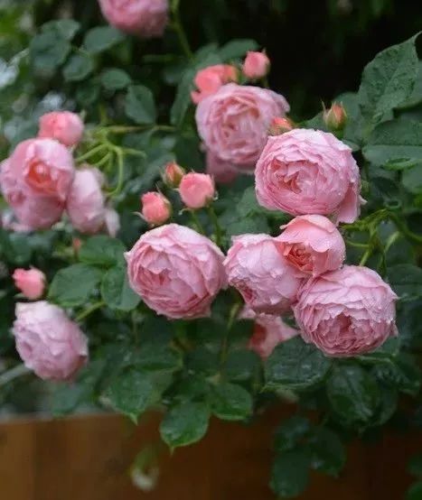 日本顶级微型月季,日本顶级盆栽大师