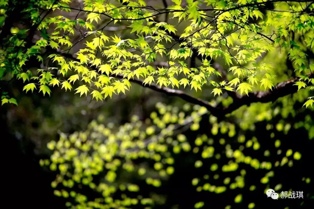 2023年的第一场旅行从成都开始,2019年汉中旅游攻略