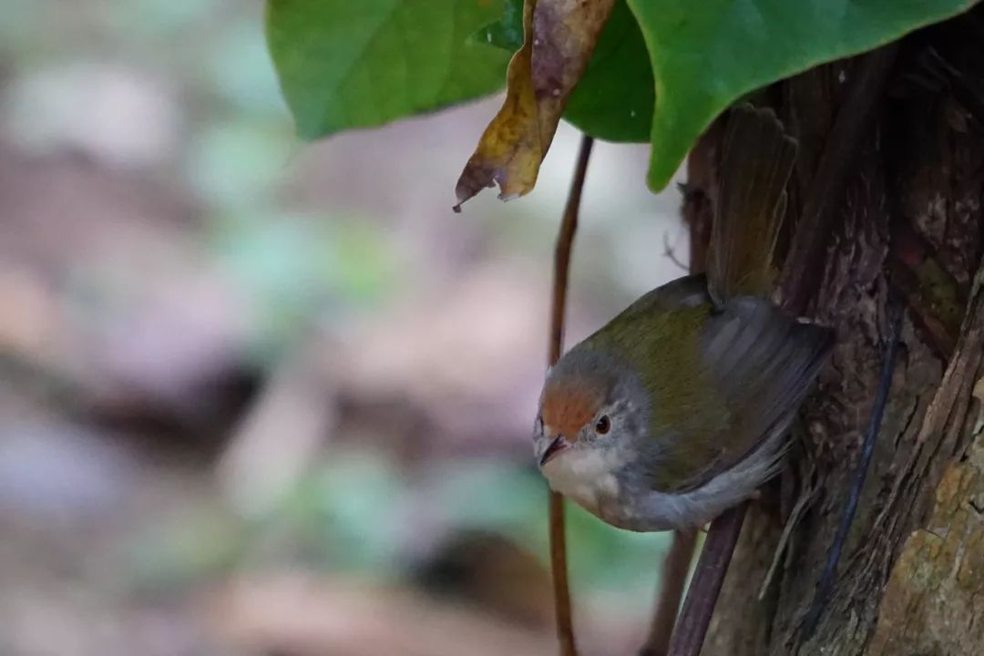 华南植物园吉祥花图片,华南植物园禾雀花观赏时间