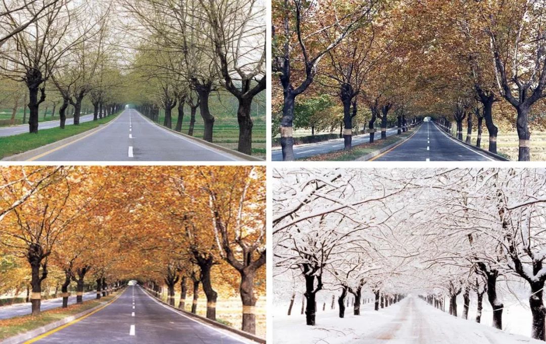 园林大讲堂｜清溪川：韩国人最引以为傲的生态改造项目