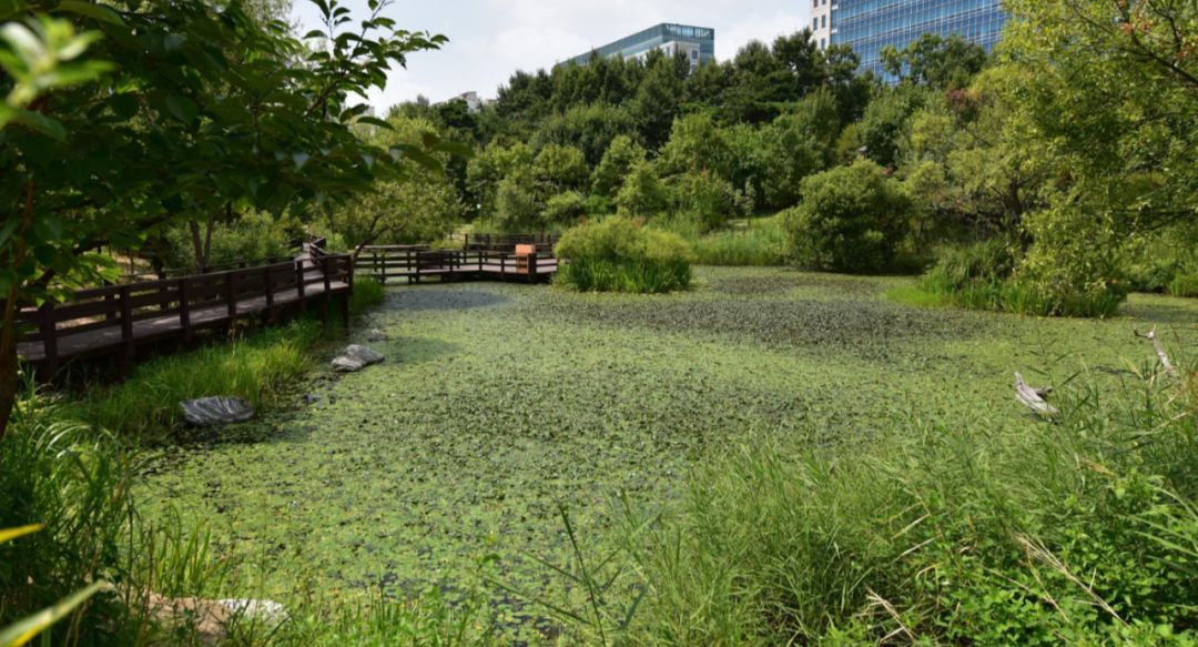 园林大讲堂｜清溪川：韩国人最引以为傲的生态改造项目
