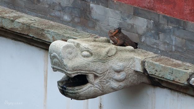 身边没有野生动物？也许是你不够慢