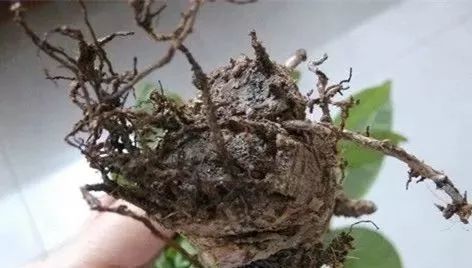 家里盆栽洋葱开花,洋葱盆栽开花