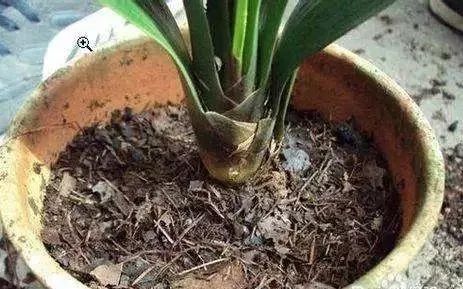 家里盆栽洋葱开花,洋葱盆栽开花