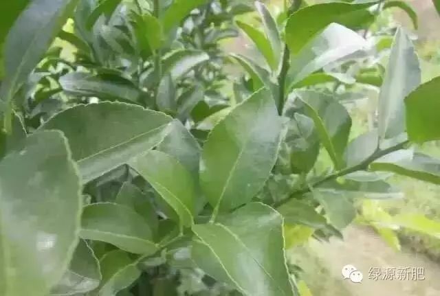 果树花芽分化期用什么促花芽分化,什么可以促进花芽分化