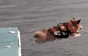 如果你的辅导员掉水里了剪辑,如果你的辅导员掉水里了采访