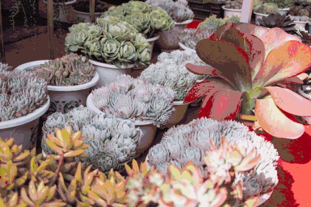 云南弥勒年货展销会,活动弥勒佛