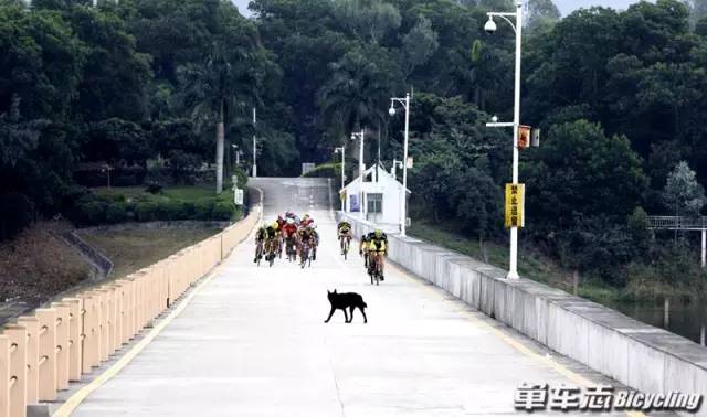 骑车被狗追了应该怎么办,骑行被狗追着咬怎么处理