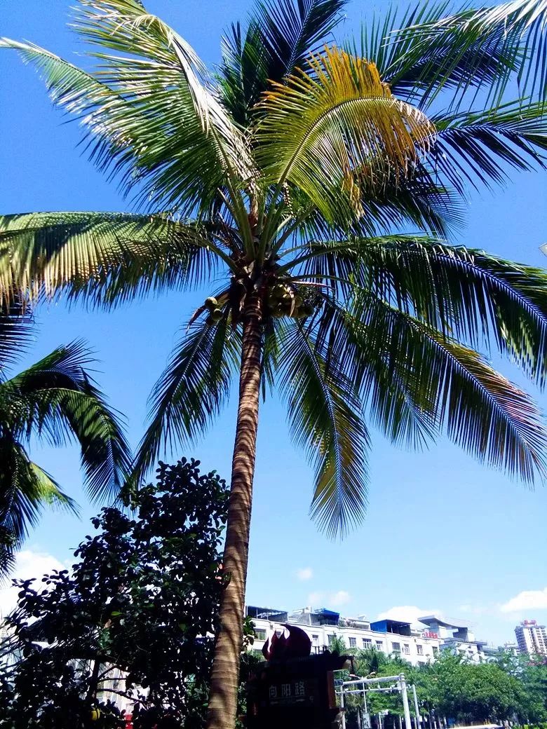 元江高端酒店有哪些,元江经济型酒店推荐