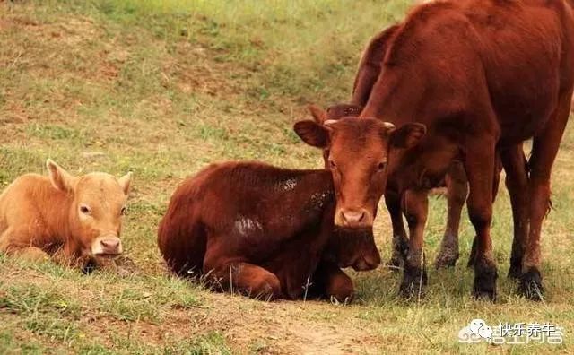 牛产后站不起来几天可以恢复,牛四只脚无力站不起来是怎么回事