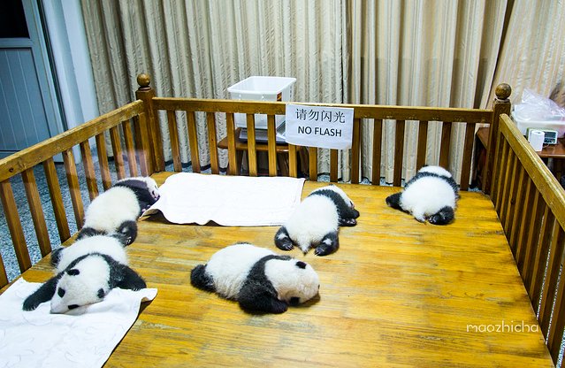 成都最值得去的景点和美食,成都旅游攻略五天四夜美食