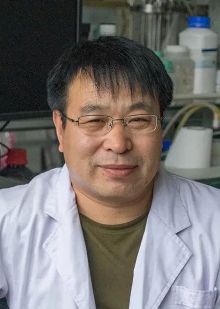 纯天然羊肚菌种植方法,珍稀羊肚菌怎么种