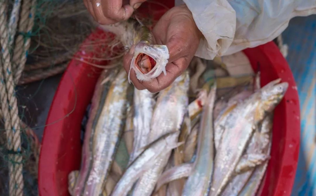 今年长江刀鱼,长江刀鱼最新规定