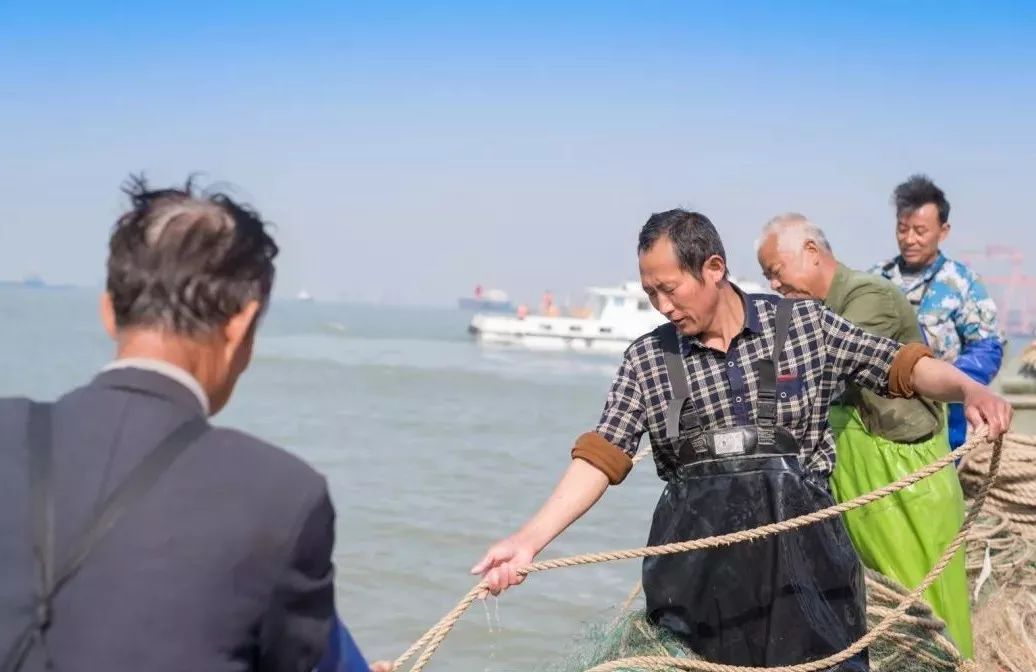 今日长江刀鱼消息,长江刀鱼现在的情况