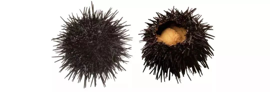 不认识这些海鲜，还敢说吃遍三亚？“三亚发布”能查海鲜限价哦～