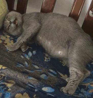 为什么体温计到42c了,为什么体温计刻度42