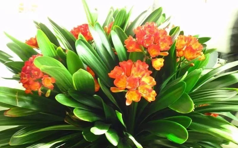 1个洋葱丢盆里，花朵砰砰开，一下能变2个头，省钱了！