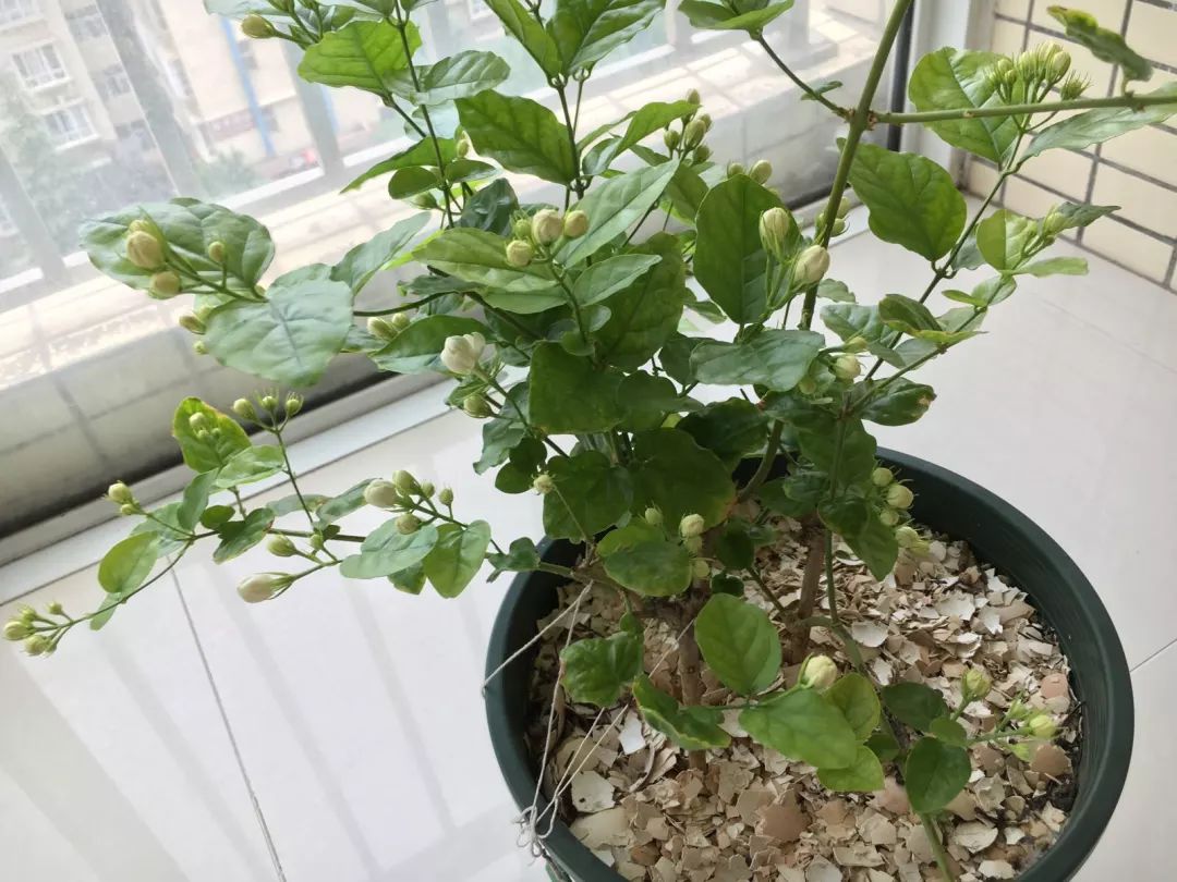 1个洋葱丢盆里，花朵砰砰开，一下能变2个头，省钱了！